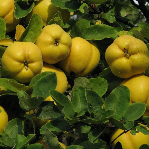 Tüplü Aşılı Yarıbodur Verimli Aromatik Eşme Ayva Fidanı ürün görseli 1