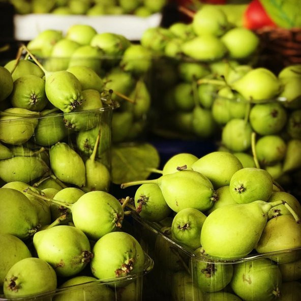 Tüplü Aşılı Yarıbodur Aromatik Erkenci Akça Armut Fidanı