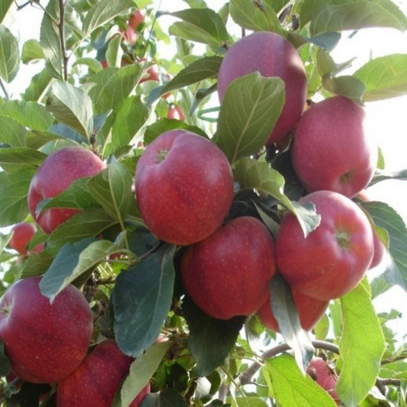 Tüplü Aşılı Erkenci Yarıbodur Galaxy Gala Elma Fidanı ürün görseli