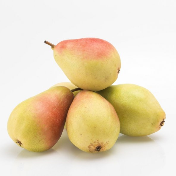 Tüplü Aşılı Yüksek Verimli Yarıbodur Santa Maria Armut Fidanı ürün görseli 1