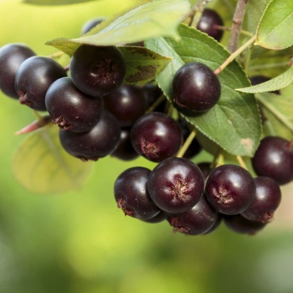 Tüplü Rus Yaban Mersini Viking Aronya Fidanı (10-20 cm) ürün görseli 1