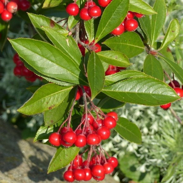 Tüplü Kırmızı Aronya (Red Aronia) Chokoberry Fidanı ürün görseli 1