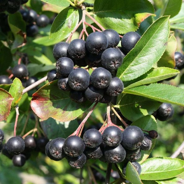Tüplü Siyah Aronya (Black Aronia) Chokoberry Fidanı (15-20 cm) ürün görseli 1