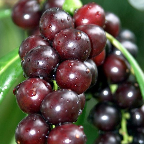 Tüplü Laz Kirazı (Karayemiş) Fidanı ürün görseli 1