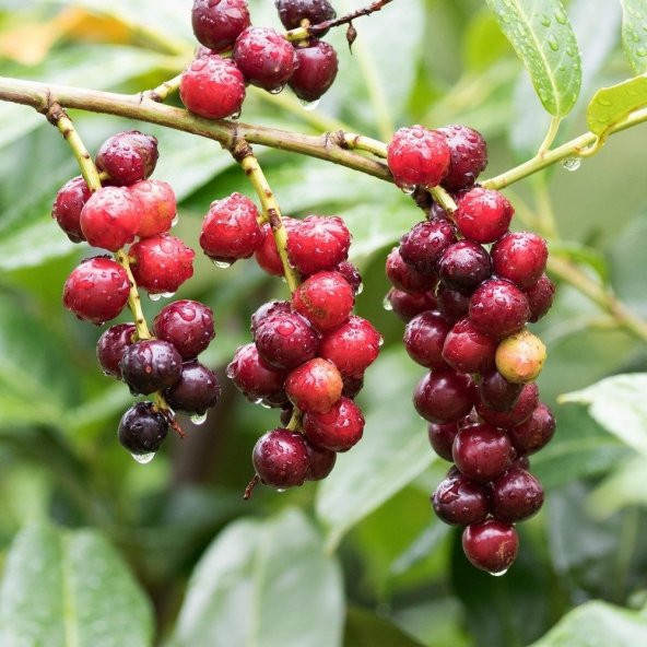 Tüplü Laz Kirazı (Karayemiş) Fidanı - Resim 2