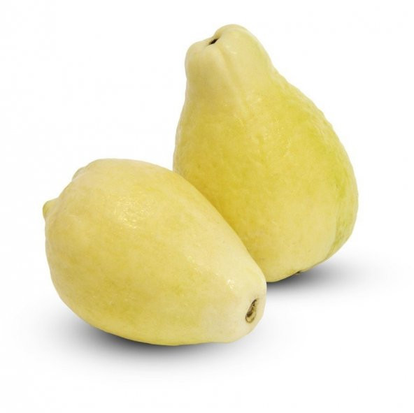 Tüplü Nadir Armut Guava Fidanı (Meyve Verme Yaşında) ürün görseli 1