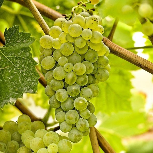 Tüplü Yöresel Safranbolu Çavuşu Üzüm Asma-Bağ Fidanı ürün görseli 1