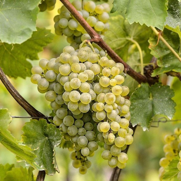 Tüplü Kokulu Chardonnay Üzüm Asma-Bağ Fidanı ürün görseli 1