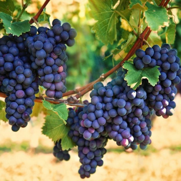 Tüplü Sofralık Orta Geçci Ribol Üzüm Asma-Bağ Fidanı ürün görseli 1