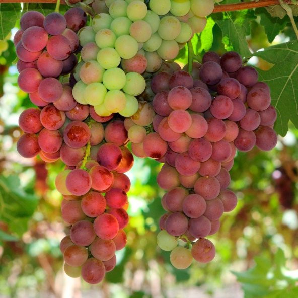 Tüplü Çok İri Salkımlı Silifke Ceviz Üzümü Asma-Bağ Fidanı ürün görseli 1