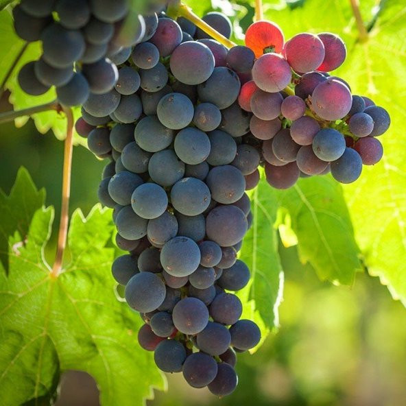 Tüplü İri Meyveli Michele Palieri Üzüm Asma-Bağ Fidanı ürün görseli 1