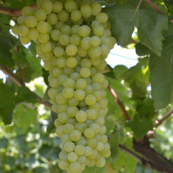 Tüplü İri Salkımlı Yuvarlak Çekirdeksiz Üzüm Asma-Bağ Fidanı ürün görseli 1