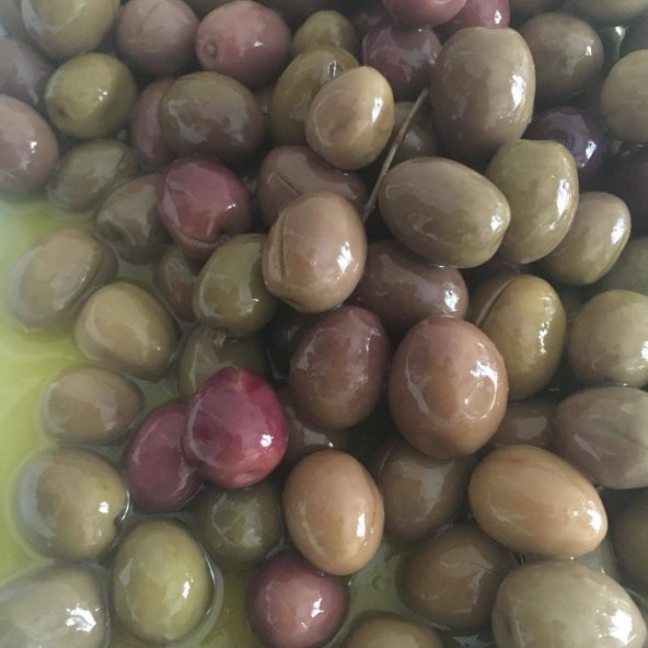 Tüplü İspanyol Manzalina Zeytin Fidanı ürün görseli 1