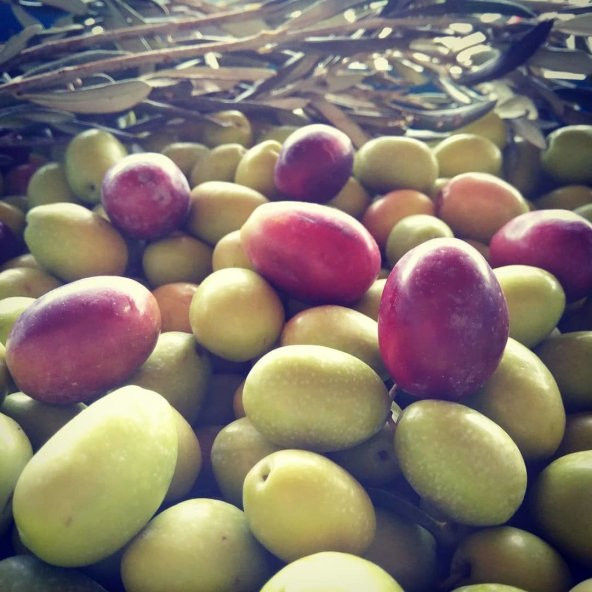 Tüplü Aşılı Çok İri Meyveli Domat Zeytin Fidanı ürün görseli