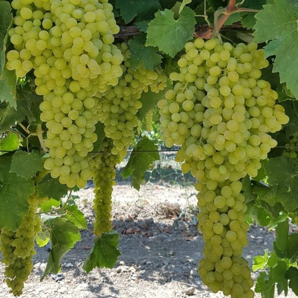 Tüplü Çok İri Salkımlı K-7 Çekirdeksiz Üzüm Asma-Bağ Fidanı ürün görseli 1