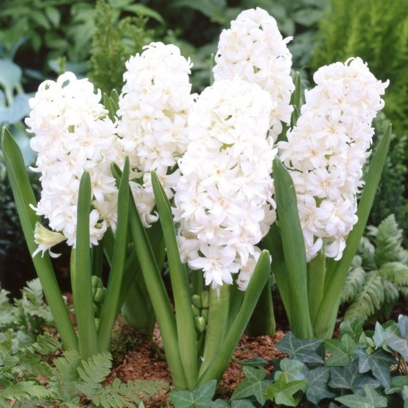 Hyacinthus Aiolos Beyaz Sümbül Soğanı (3 adet)