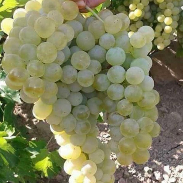 Tüplü Kokulu Sauvignon Blanc Üzüm Asma-Bağ Fidanı ürün görseli 1