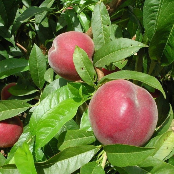 Tüplü Aşılı Yüksek Verimli Orta Geçci QHenry Şeftali Fidanı ürün görseli