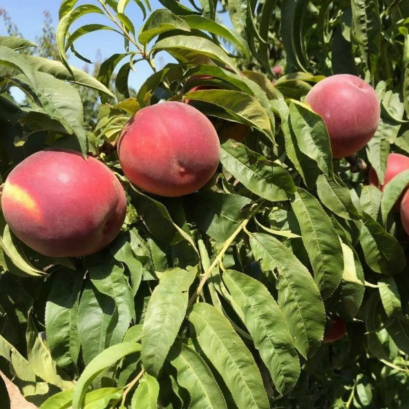 Tüplü Aşılı Geçci Kendine Verimli Monreo Şeftali Fidanı ürün görseli 1