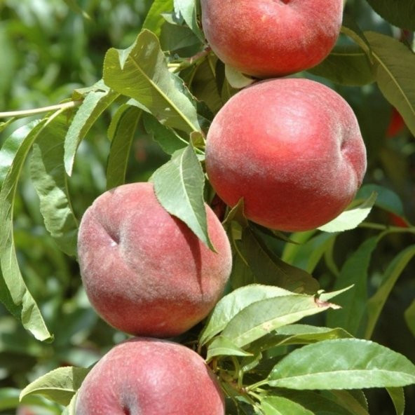 Tüplü Aşılı Kendine Verimli Glohaven Şeftali Fidanı ürün görseli 1