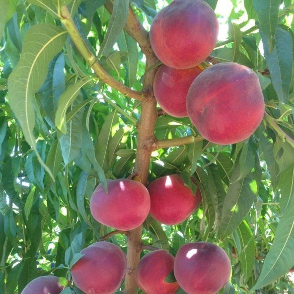 Tüplü Aşılı Orta Erkenci Verimli Transvalia (Transvalya) Şeftali Fidanı ürün görseli