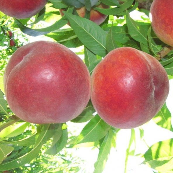 Tüplü Aşılı İri Meyveli Bol Verimli Vista Rich Şeftali Fidanı ürün görseli