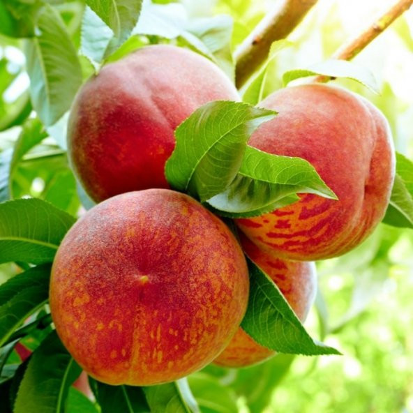 Tüplü Aşılı Erkenci Bol Verimli Francoise (Fransua) Şeftali Fidanı ürün görseli 1