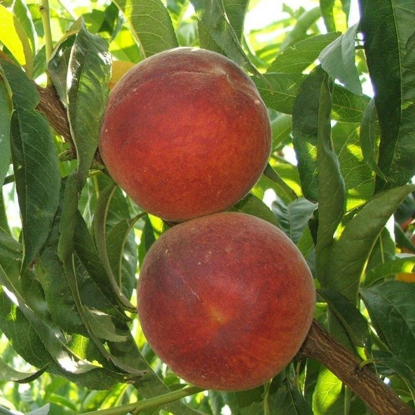 Tüplü Aşılı Bol Verimli Leziz Elegant Lady Şeftali Fidanı ürün görseli