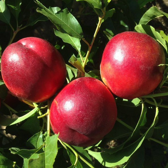 Tüplü Aşılı Geçci Bol Verimli İri Meyveli Sweet Lady Nektarin Fidanı ürün görseli 1