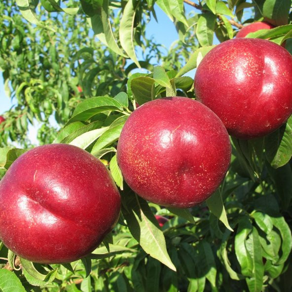 Tüplü Aşılı Erkenci Verimli Zinkal-7 (Zincal-7) Nektarin Fidanı ürün görseli