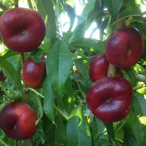 Tüplü Aşılı Bol Verimli Basık Yassı Nektarin Fidanı - Resim 2