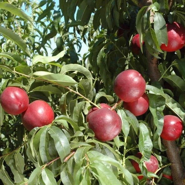 Tüplü Aşılı Verimli Geçci Venüs Nektarin Fidanı ürün görseli