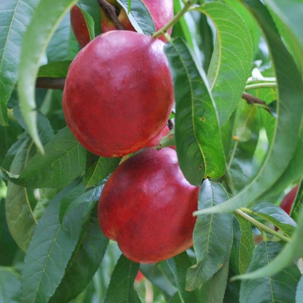 Tüplü Aşılı İri Meyveli Bol Verimli Caldesi Nektarin Fidanı ürün görseli 1