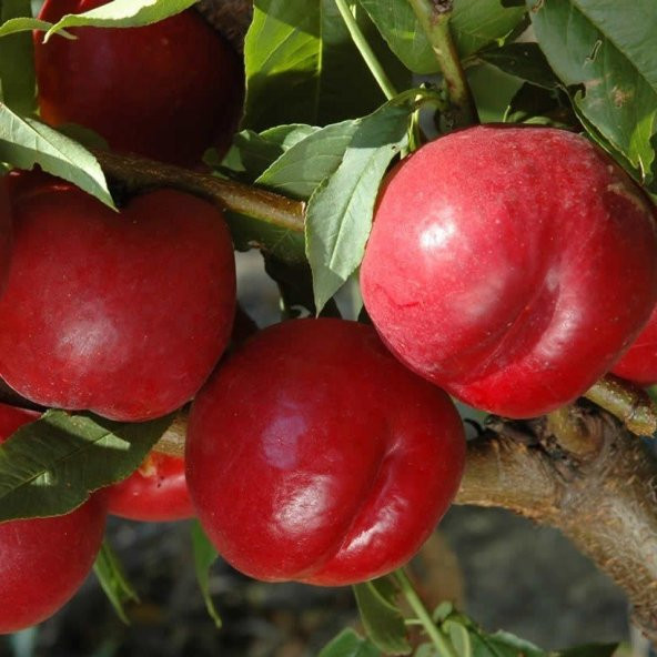 Tüplü Aşılı İri Meyveli Orta Geçci Big Top Nektarin Fidanı ürün görseli 1