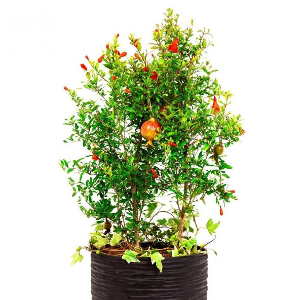 Tüplü Bonsaiye Uygun Cüce Süs Nar Fidanı ürün görseli 1