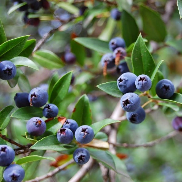 Tüplü Geleneksel Siyah Murt (Hambeles) Fidanı ürün görseli 1