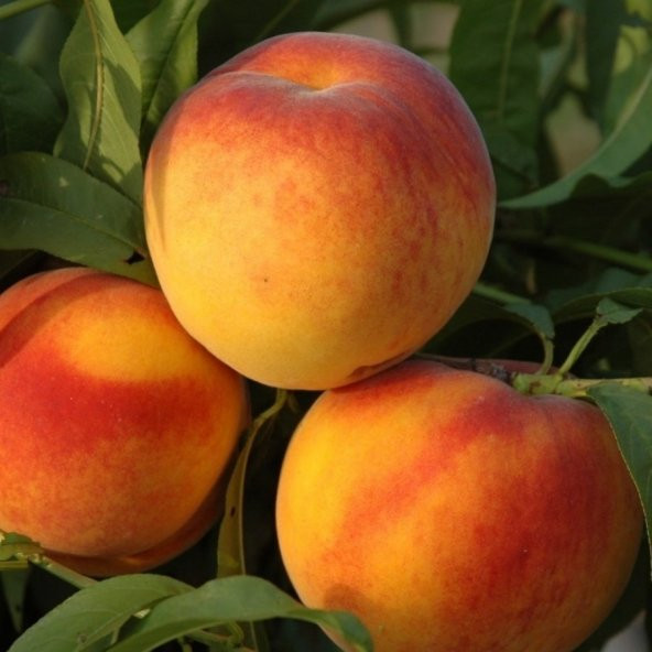 Tüplü Aşılı Geleneksel Bol Verimli Aromatik Bursa Yarma Şeftali Fidanı ürün görseli