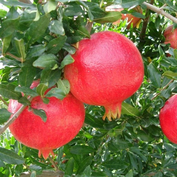 Tüplü Özel Mayhoş Çekirdeksiz Nar Fidanı