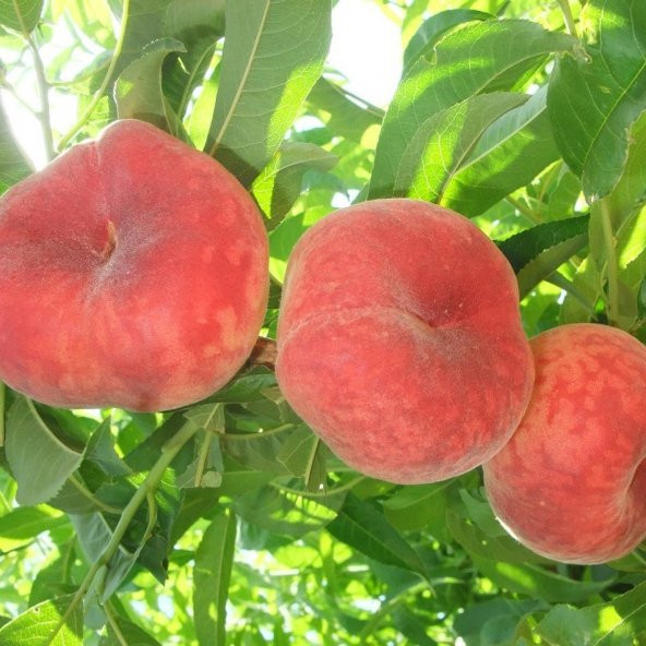 Tüplü Aşılı Yüksek Verimli Basık Yassı Domates Paraguaya Şeftali Fidanı ürün görseli 1