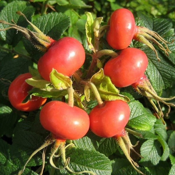 Tüplü Erkenci Hollanda Tipi Rosa Rugosa Kuşburnu Fidanı