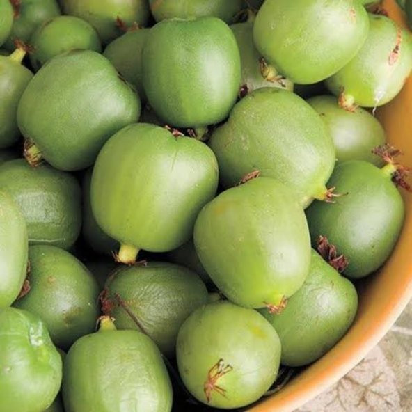 Tüplü Tüysüz (Bebek Kivi) Hardy Kivi Fidanı ürün görseli 1