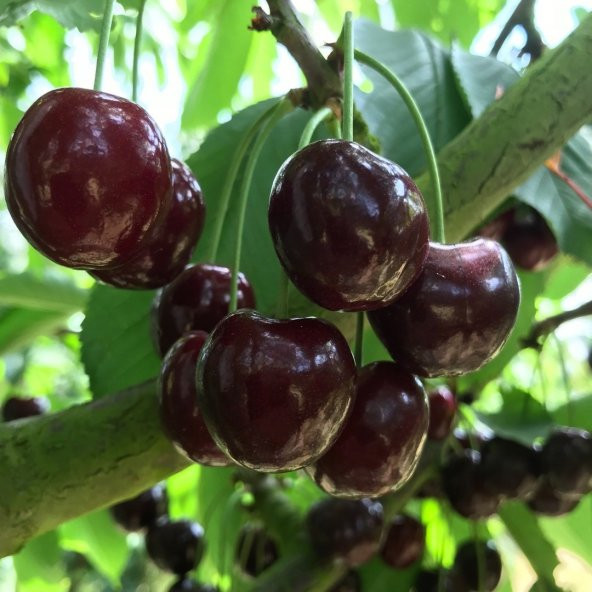 Tüplü Aşılı İri Meyveli Nadir Çeşit Kordia (Cordia) Kiraz Fidanı