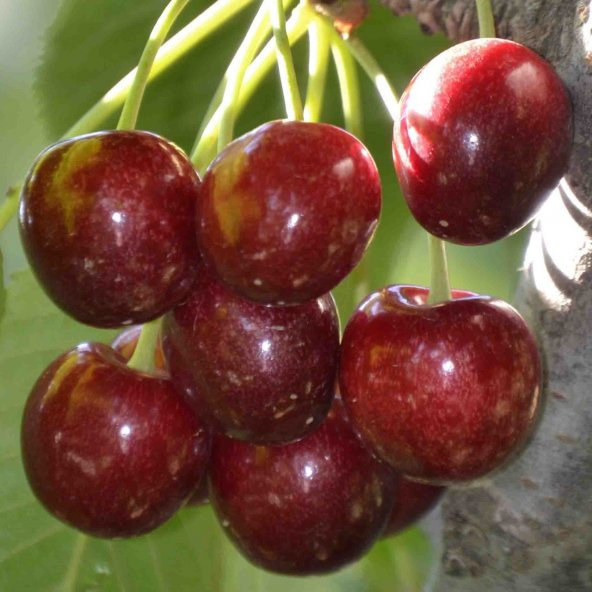 Tüplü Aşılı Nadir Bulunan Çeşit Van Kirazı Fidanı ürün görseli 1