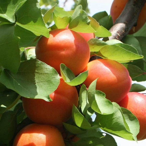 Tüplü Aşılı İri Bol Verimli Roksana (Roxana) Kayısı Fidanı ürün görseli 1