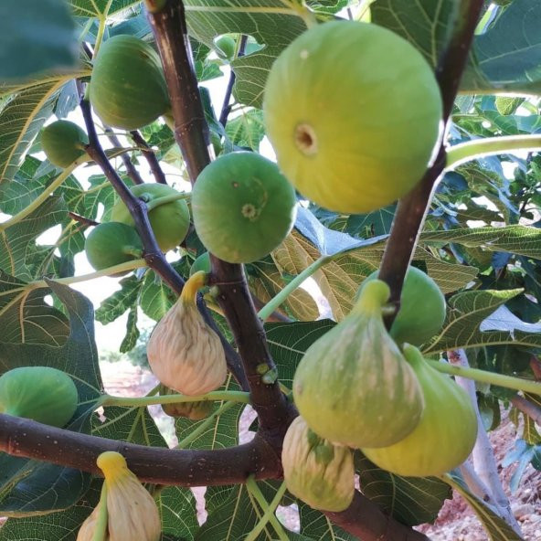 Tüplü Ege Yeşil Güz İncir Fidanı ürün görseli 1