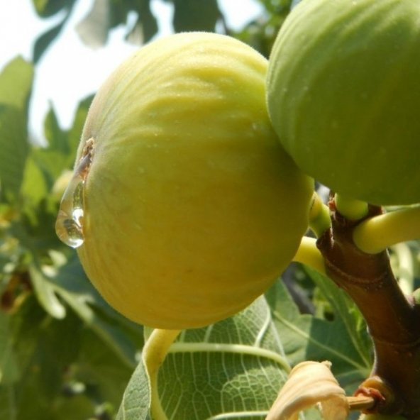 Tüplü Özel Çeşit Akdeniz Sinap İncir Fidanı ürün görseli