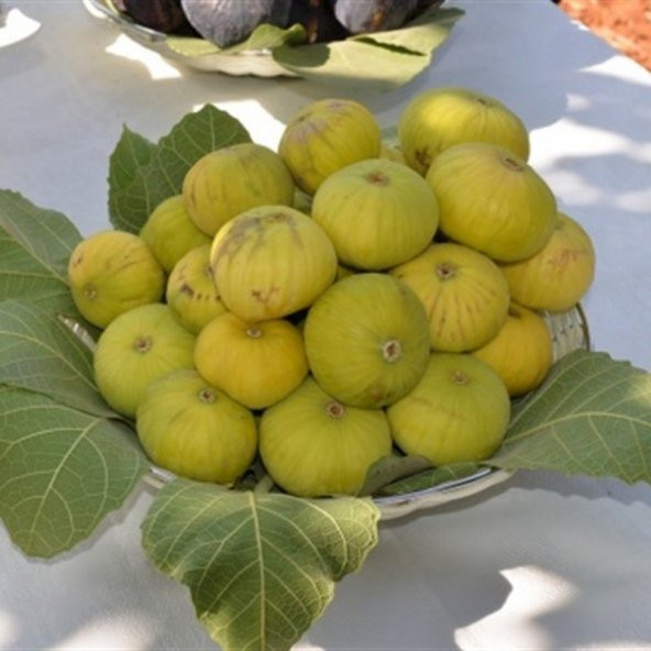 Tüplü Sofralık Kurutmalık Reçellik Beyaz Lop İncir Fidanı ürün görseli