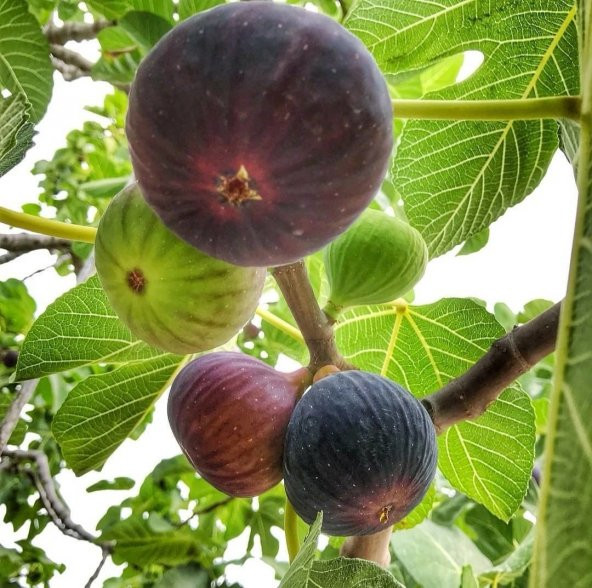 Tüplü Sofralık Bursa Siyahı Dürdane İncir Fidanı - Resim 2