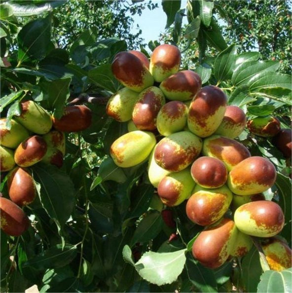 Tüplü Nadir Bulunan İri Meyveli Hünnap Fidanı - Resim 2