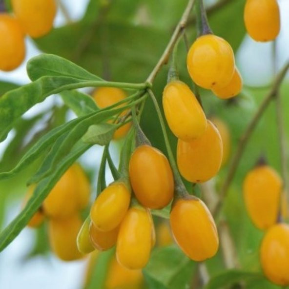 Tüplü Özel Çeşit Amber Sweet Altuni Sarı Goji Berry Fidanı ürün görseli